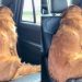 Golden Retriever Turns Her Back on Owner To Express Her Displeasure
