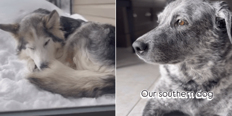 Video: Owner Shows Difference Between Southern & Northern Dogs