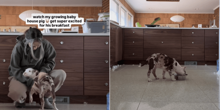 Video: Pit Bull Puppy Becomes ‘Super Excited’ for Breakfast