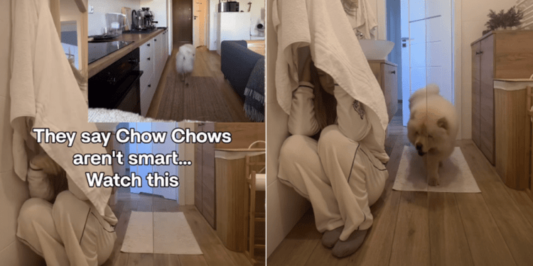 Video: Chow Chow Shows Expertise in Playing Hide & Seek