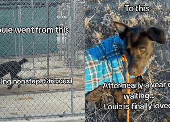 Dog Returned to Shelter Twice for Being ‘Little Fearful’ Finds Forever Home