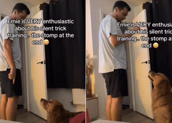 Video: Golden Retriever Learns New Tricks, but Silently