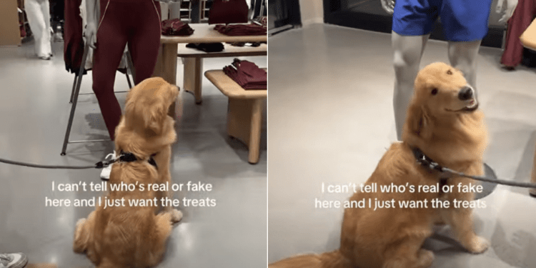 Video: Golden Retriever Approaches Every Mannequin in Store Expecting Treats