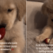 Video: Golden Retriever Puppy Gives Her Best in This Fight With Strawberry