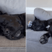 Video: Dog Shows the Right Way to Relax in Life
