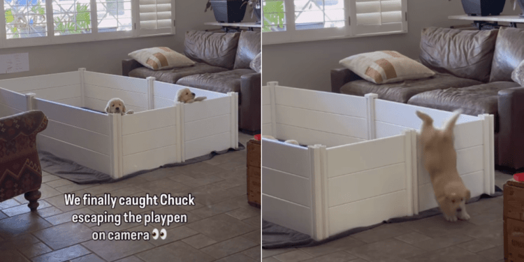 Camera Catches Golden Retriever Puppy Escaping the Play Pen