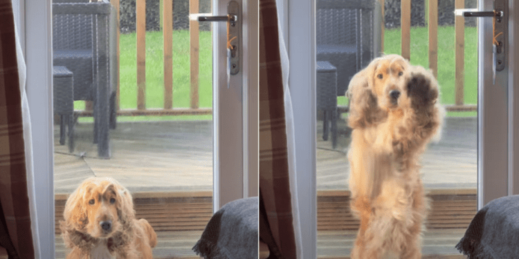 Video: Dog Shows ‘Chaotic Energy’ When He Sees Mom Wearing a Jacket