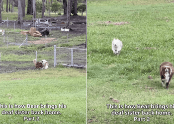 Video: Dog Knows Exactly How to Bring Deaf Sibling Home