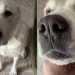 Dog Requests for Some Love in Adorable Video