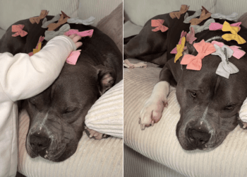 Video of Baby Decorating Dog With Bows Will Make Your Day