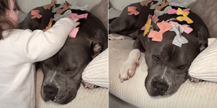 Video of Baby Decorating Dog With Bows Will Make Your Day