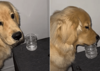 Golden Retriever Gets Caught Stealing Ice Water While Mom’s Sleeping