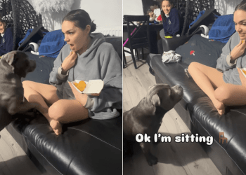 Staffy ‘Turns Feral’ After Owner Brings Out Chicken Nuggets