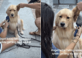 Golden Retriever Puppy Feels Sleepy While Getting His Hair Done