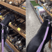 Owner Lets Doberman Take Her Time at Pet Store for a Reason