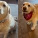 Golden Retriever Hopes To Be ‘Famous’ With New Bandana