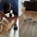 Video: Golden Retriever Lies Still as Dad Puts Shoes on His Paws