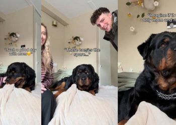 Video: Dog’s Face Changes After Dad Joins Him & Mom