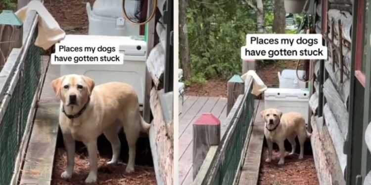 Dogs Get Stuck in the Most Unusual of Places