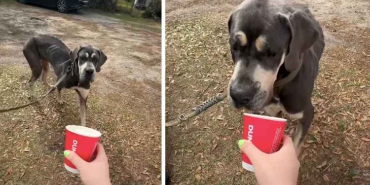 Foster Dog Gets His First Pup Cup