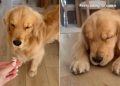 Video: Dog Can’t Keep Eyes Open While Eating Cookie