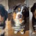 Owner Documents Puppy’s Adorable Nose Transition