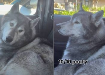 Dog Shows How Upset He Is With Owner for Taking Him to Groomers