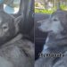 Dog Shows How Upset He Is With Owner for Taking Him to Groomers