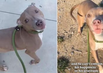 Shelter Dog Leaves Kennel for His First Walk in Days & It Goes Like This