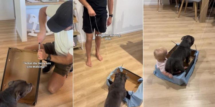 Dog Takes Little Baby Along for Ride as They Zoom by on Sled Dad Made