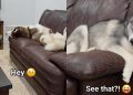 Two Dogs Argue Over a Couch That Isn’t Big Enough Before Squeezing In