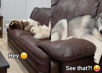 Two Dogs Argue Over a Couch That Isn’t Big Enough Before Squeezing In
