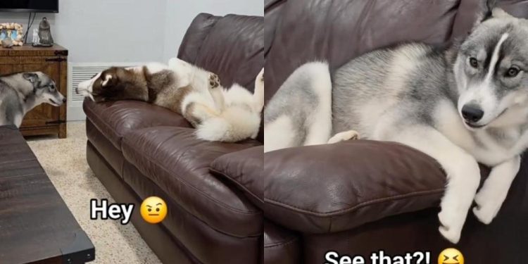 Two Dogs Argue Over a Couch That Isn’t Big Enough Before Squeezing In