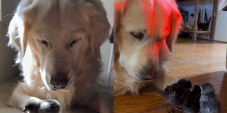 Golden Retriever Meets His Little Babies, Then Gently Watches Over Them