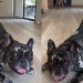 Dog Wows Internet With His Amazing Balancing Skill