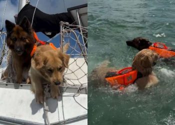 Dog Watches & Judges Before Following Furry Sibling Into Water