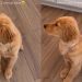 Golden Retriever Puppy Adorably Slips Whenever She Sits