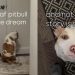 Deaf Rescue Dog Waits Years To Find a Home, Proves Dreams Do Come True