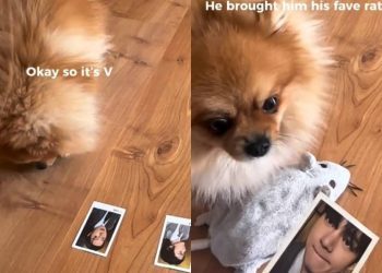 Dog Adorably Chooses V as His Favorite BTS Member