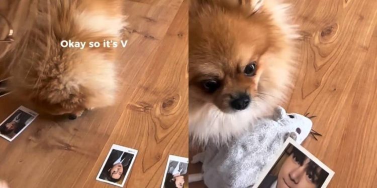 Dog Adorably Chooses V as His Favorite BTS Member