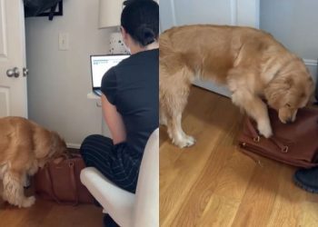 Golden Retriever Peeks Into Auntie’s Bag & Sneaks Away With a Surprise