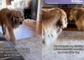 Dog Hilariously Tries To Sneak up on Older Furry Sibling