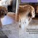 Dog Hilariously Tries To Sneak up on Older Furry Sibling