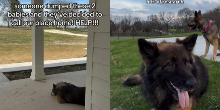 Abandoned Dogs Find Refuge With a Family That Gives Them a Forever Home