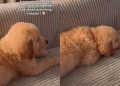 Golden Retriever Puppy Watching Movie Melts Hearts