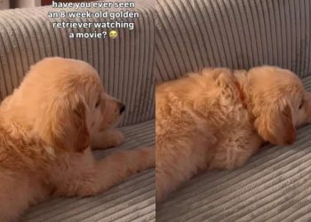 Golden Retriever Puppy Watching Movie Melts Hearts