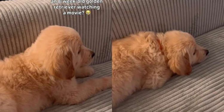 Golden Retriever Puppy Watching Movie Melts Hearts