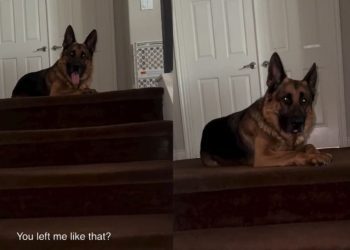 Dog Turns Into the Most Loyal ‘Traitor’ Every Time Grandma Comes Over 