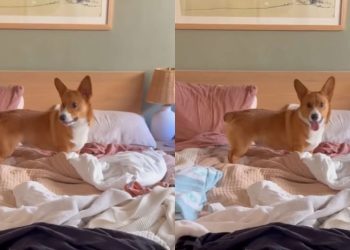 Corgi Puppy Starts Doing Zoomies on Pile of Laundry