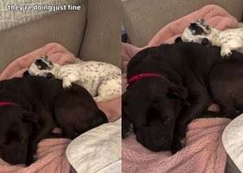 Dog’s Bond With the Foster Pup Is the Kind You Read About in Stories